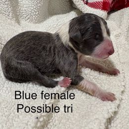Mable - Blue female Border Collie puppy in Chattanooga, Tennessee from Ross Vegas Kennels