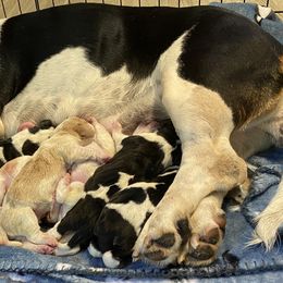 Basset Hounds from Walker Bassets