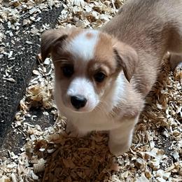 Boy 2 - Red male Pembroke Welsh Corgi puppy in Saylorsburg, Pennsylvania from Dunnideer Farm