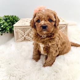 Molly - Red female Cavapoo puppy in Melissa, Texas from Southern Love Cavapoos & Maltipoos