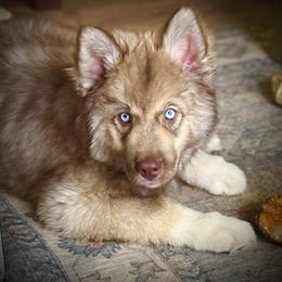 Hickory - Red and white male Siberian Husky puppy in Florence, Kentucky from Moonlight Howl Huskies
