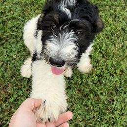 Bernedoodle and Bernese Mountain Dog Puppies from KEE Bernedoodles