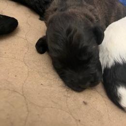 Romeo - Black and white male Portuguese Water Dog puppy in Brentwood, New Hampshire from Charly's Angels Portuguese Water Dogs