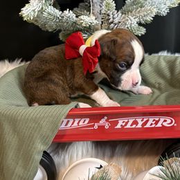 Kora - Brindle female Boxer puppy in Ocala, Florida from Bowers Boxers