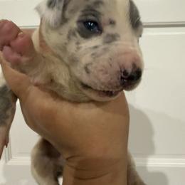 Pammy - Harlequin female Great Dane puppy in Florida from Beachside Kennels