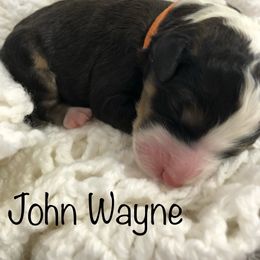 Bernedoodle Puppies from Heart J Bernedoodles