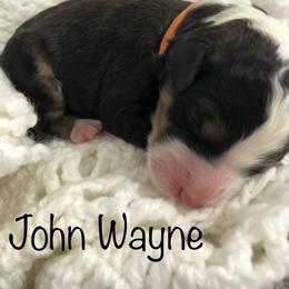 Bernedoodle Puppies from Heart J Bernedoodles