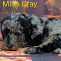 Miss Gray - Merle female Labradoodle puppy in Lebanon, Pennsylvania from Robertson's Retrievers and Doodles