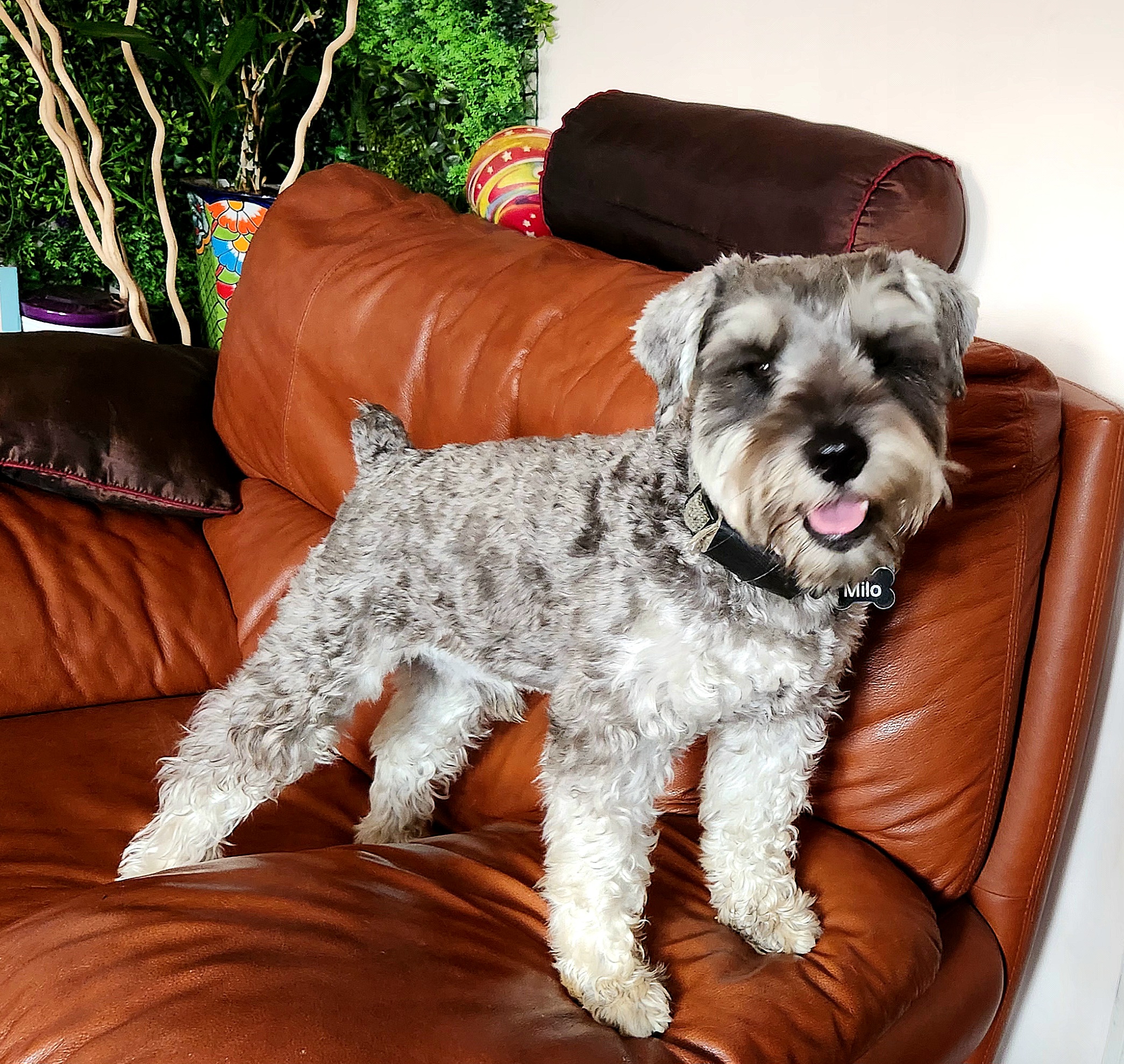 Miniature Schnauzer Puppies from Vyacheslav Pilosov