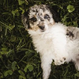 Aussiedoodle Puppies from Olive Tree Mini Aussiedoodles