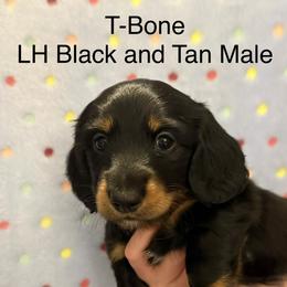 Dachshund Puppies from Brittany Thompson