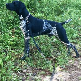German Shorthaired Pointer and Vizsla Puppies from Six Hitch Farm