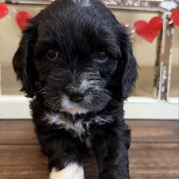 Denver - Black and white male Cockapoo puppy in Richton, Mississippi from Magnolia Hill Doodles