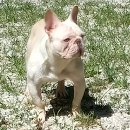 Memphis - French Bulldog