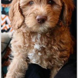 Australian Labradoodle Puppies from Majestic Labradoodles