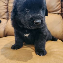 Titan (yellow) - Black Newfoundland puppy in Newmanstown, Pennsylvania from Mufasa's Pride (Newfoundland breeder)