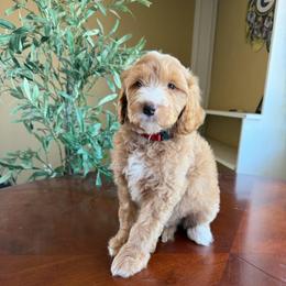Simon - Parti male Goldendoodle puppy in Barstow, California from Golden Desert Doodles