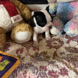 Rosco - Black brindle and white male Boston Terrier puppy in Alabama from Southern Bulldogs
