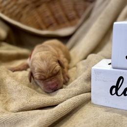 Boy 2 - male Labrador Retriever puppy in La Plata, Maryland from DeVoy Country Labs