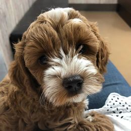Australian Labradoodle Puppies from Mountain Park Australian Labradoodles