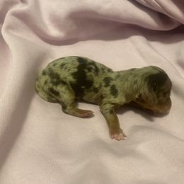 Dachshund Puppies from Dachsunds of Denver