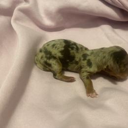 Dachshund Puppies from Dachsunds of Denver