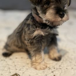 Miniature Schnauzer Puppies from Southern Charm Miniature Schnauzers