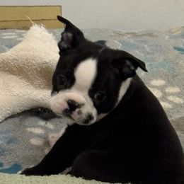 Boy 3 - Boston Terrier puppy from Southern Bulldogs