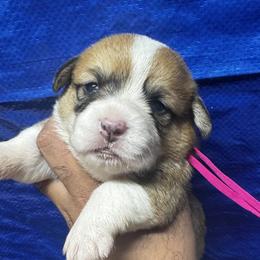 F1 - Sable female Pembroke Welsh Corgi puppy in Los Angeles, California from Limitless Huskies