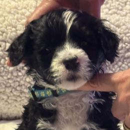 Boy 4 - Portuguese Water Dog puppy from Aarbelle’s Portuguese water dogs
