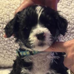 Boy 4 - Portuguese Water Dog puppy from Aarbelle’s Portuguese water dogs