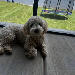 Goldendoodle Puppies from Proctor’s Petite Goldendoodles