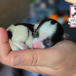 Dylan - Black tan and white female Biewer Terrier puppy in California from Corazon de gigante
