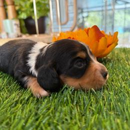 Tri Color Dapple Female 4500 - Dapple female Dachshund puppy in Apopka, Florida from The HotDog Stand