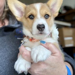 American Corgi Puppies from Patriot American Corgi