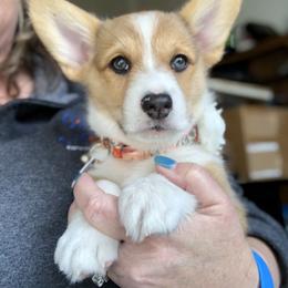 American Corgi Puppies from Patriot American Corgi