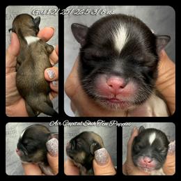 Priscilla - Gold female Shih Tzu puppy in Maize, Kansas from Air Capital Shih Tzu Puppies