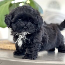 Maltipoo, Shichon, and Shihpoo Puppies from Timbercreek Puppies
