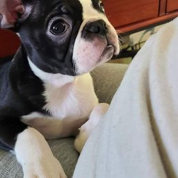Boston Terrier, Boxer, and French Bulldog Puppies from Azaleas Euro Boxers & Boston Terriers