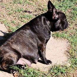 French Bulldogs from Southern Domination Bulldogs