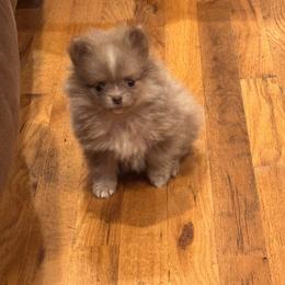 Trever - Lavender male Pomsky puppy in Bucyrus, Missouri from Hill Top Pomskies
