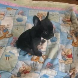 Charlotte - Blue female French Bulldog puppy in Stockton, Missouri from Willis Family Frenchies
