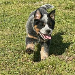 Yogi - Blue speckled male Australian Cattle Dog puppy in Pryor, Oklahoma from Branded Outlaw Cattle Dogs