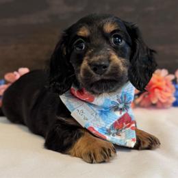 Babs Bunny - Black and tan female Dachshund puppy in Dothan, Alabama from Little House Pups