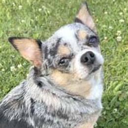 Nyx - Chihuahua