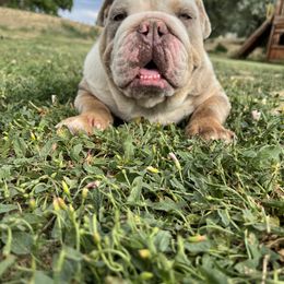 Cable - Bulldog