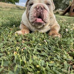 Cable - Bulldog