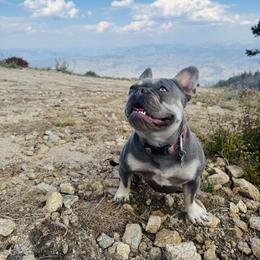 Boujee - French Bulldog