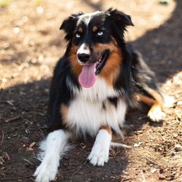 Ollie - Miniature Australian Shepherd