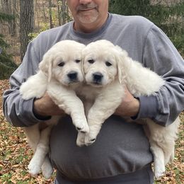 Purple collar - Light golden female Golden Retriever puppy in Hastings, Michigan from Teresa Stevens